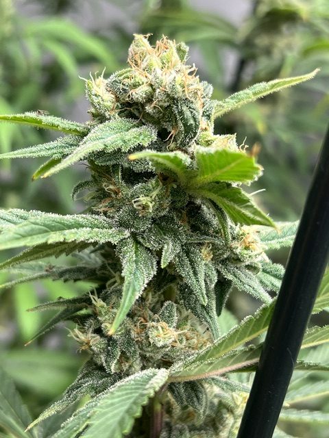Nepalma CBD type 3 JGL-USC