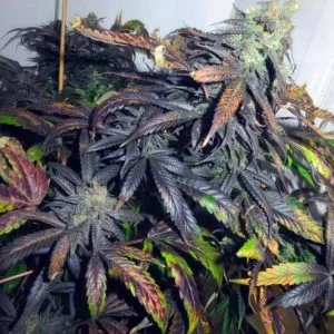 Black Afghani