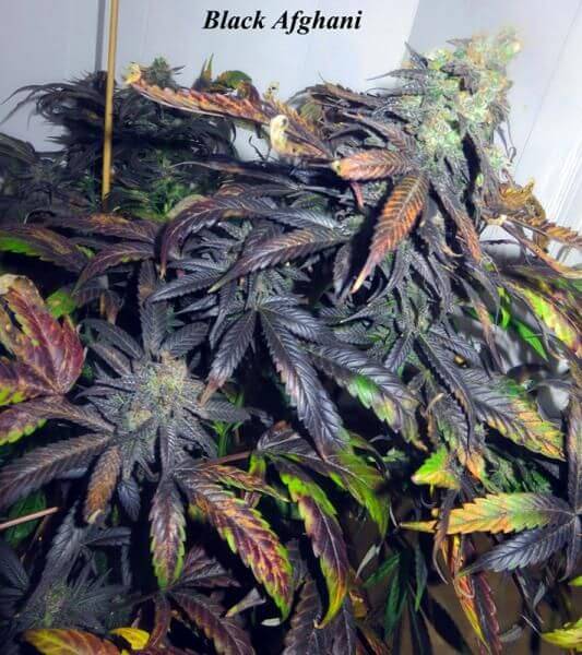 Black Afghani
