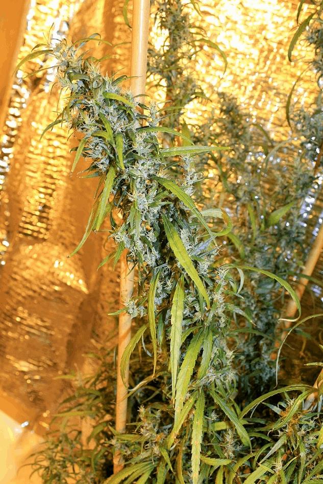 Fleur de Lambsbread jamaïcaine landrace NLD pure