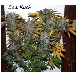 Sour'Kush