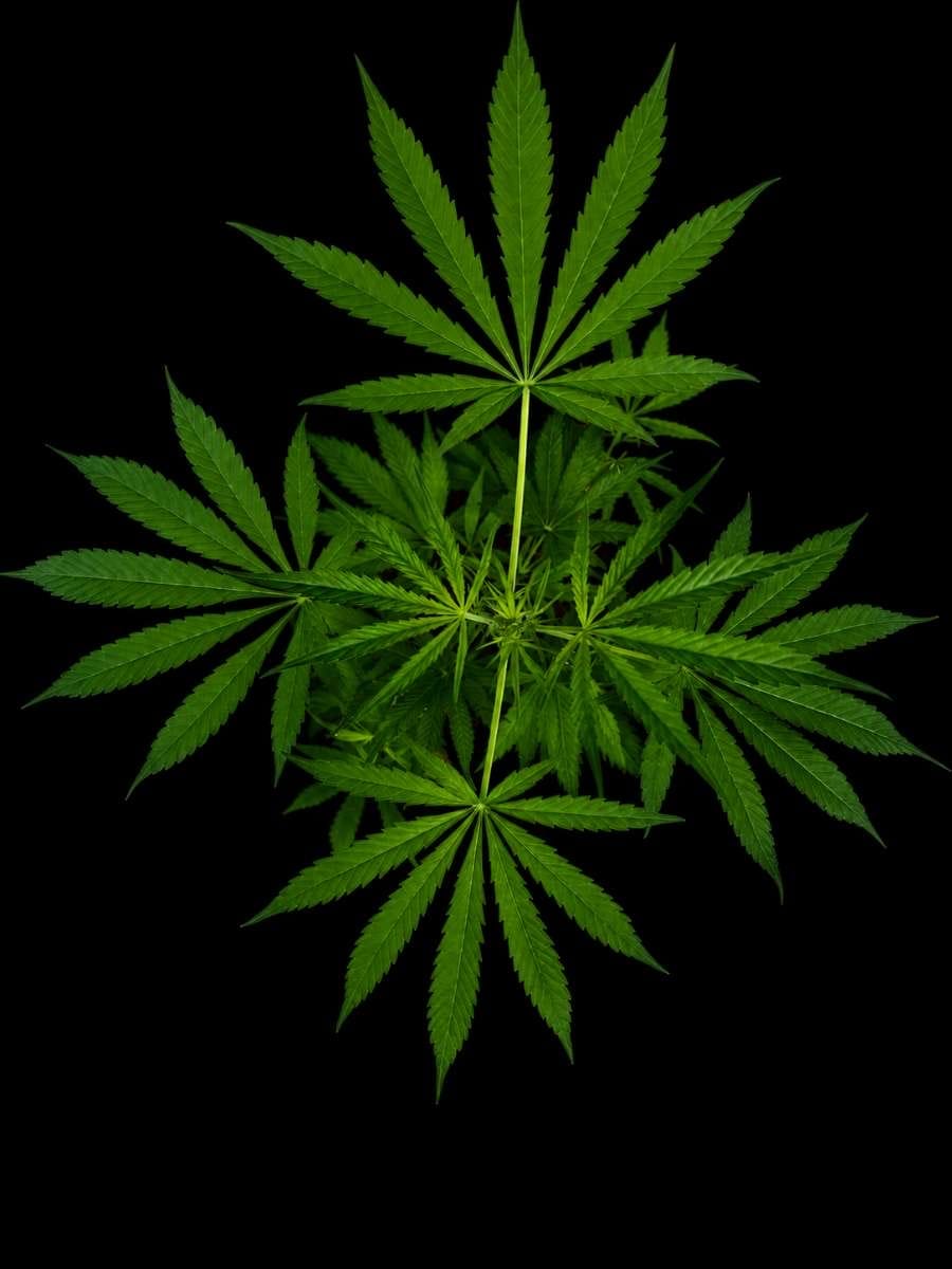Feuillage turgescent d'une NLD CBD avant le premier arrosage, crop steering en coco
