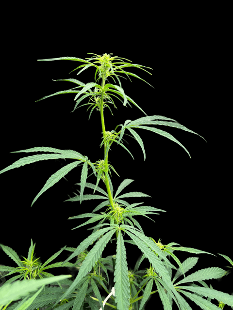 NLD en semaine 5 de floraison, stretch toujours en cours